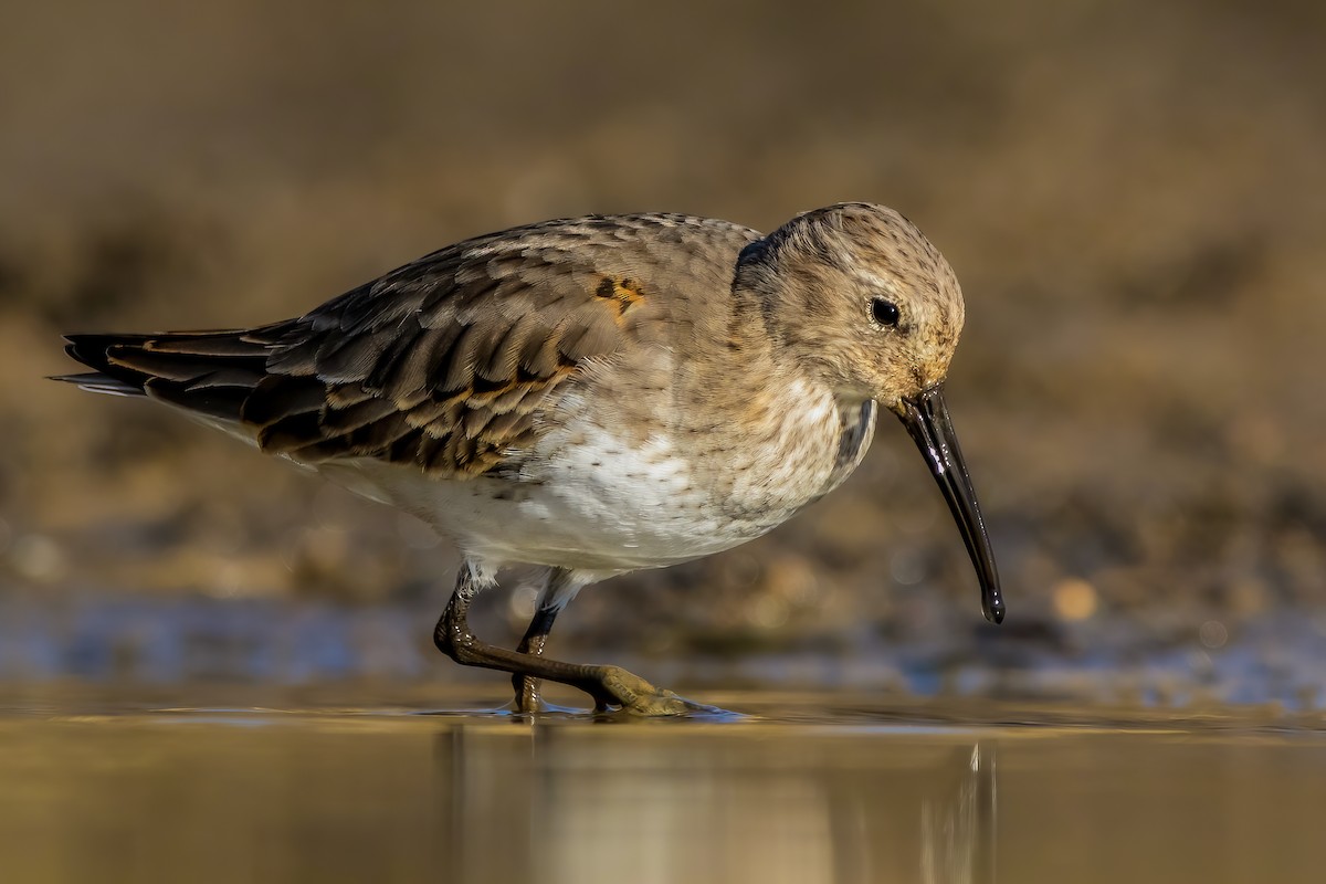 Dunlin - ML280696581