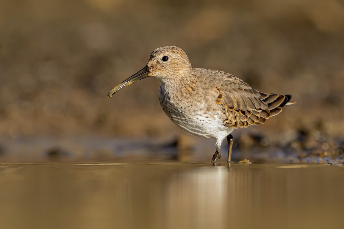 Dunlin - ML280696591