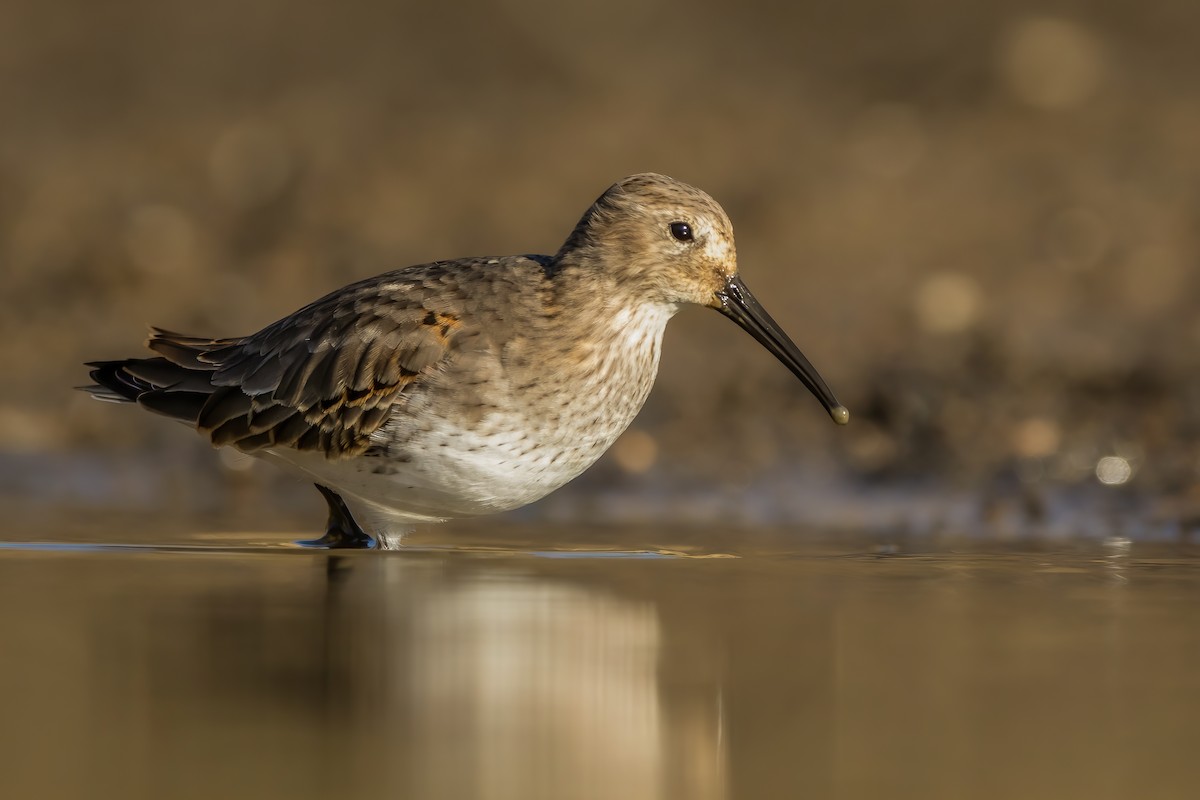 Dunlin - ML280696681