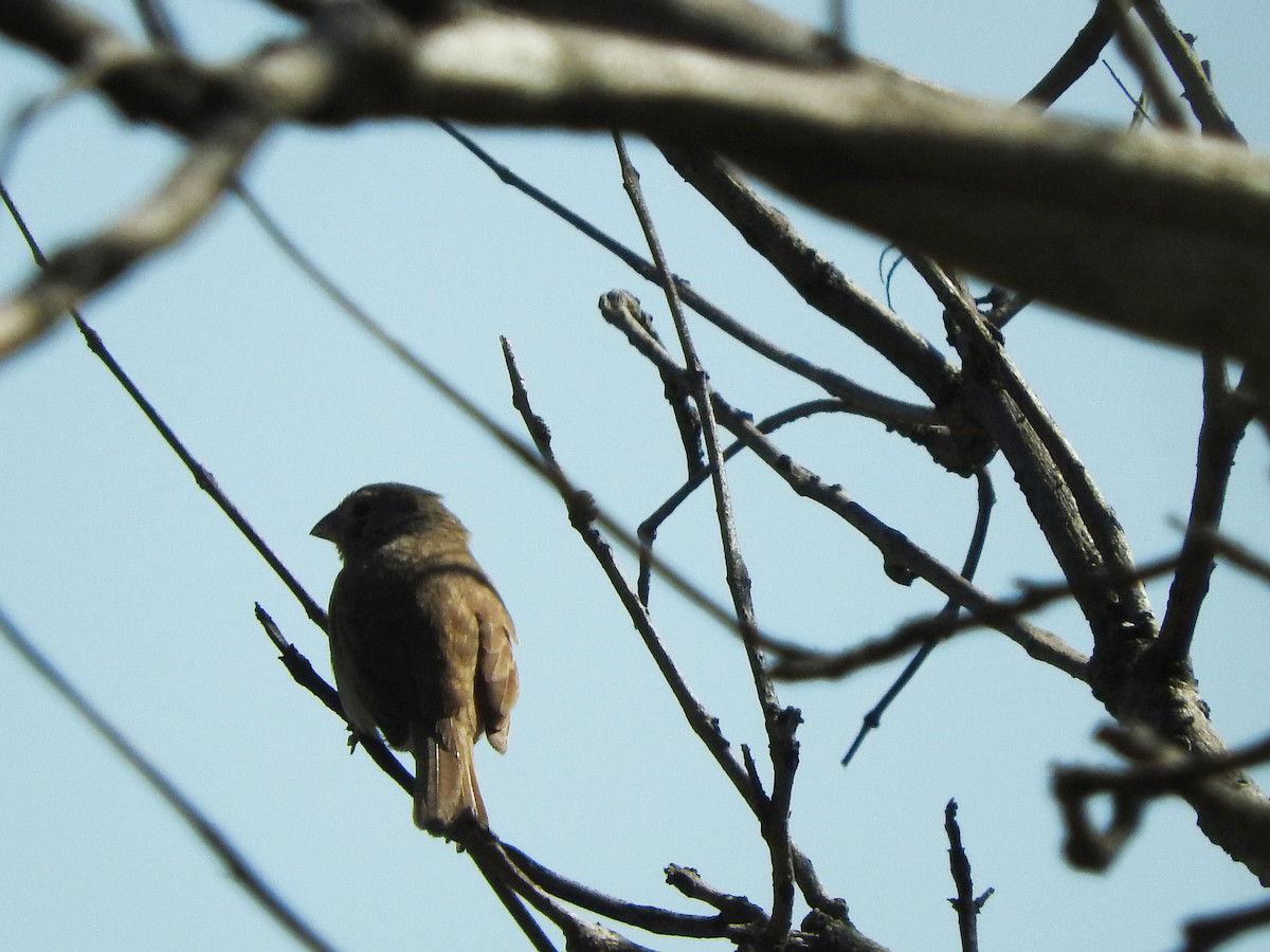 Dull-colored Grassquit - ML280696961