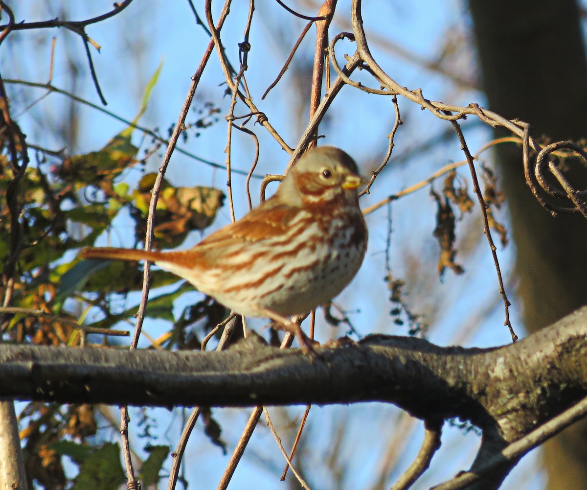 Fox Sparrow - ML280697331