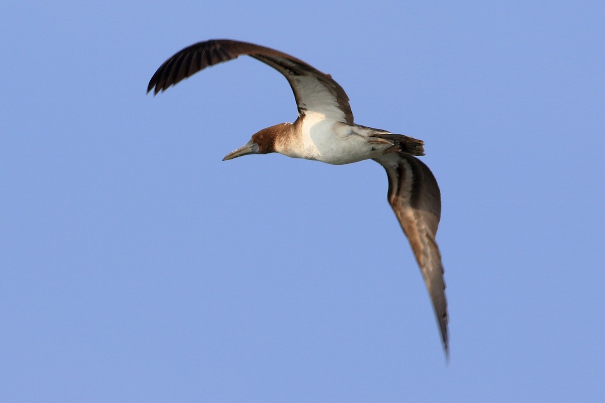 Brown Booby - Manfred Bienert