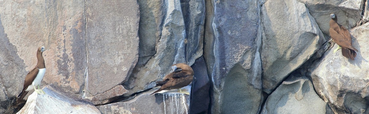 Brown Booby - Manfred Bienert