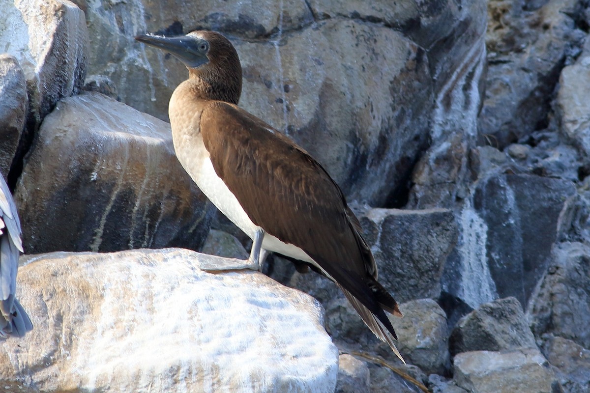 Brown Booby - Manfred Bienert