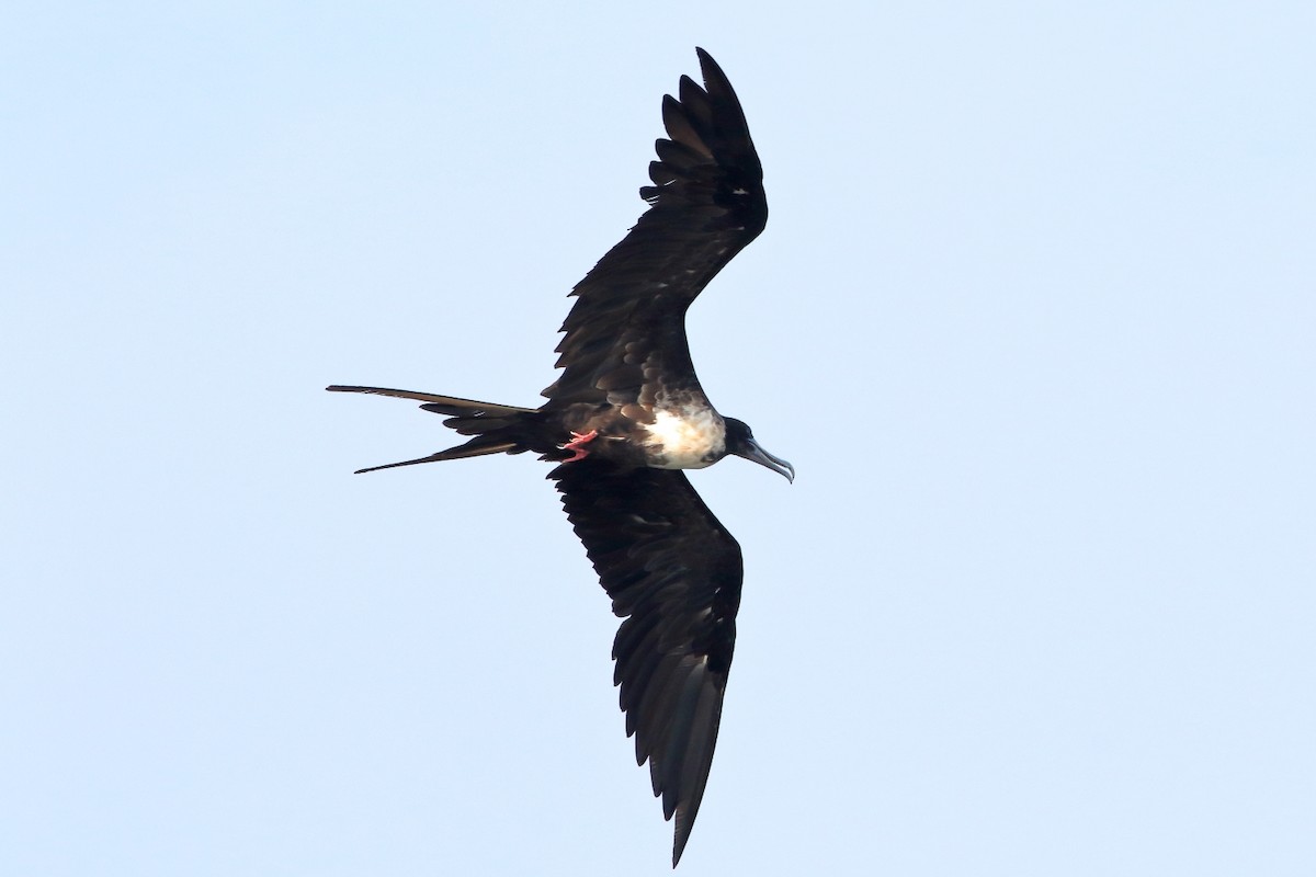Magnificent Frigatebird - ML280700541