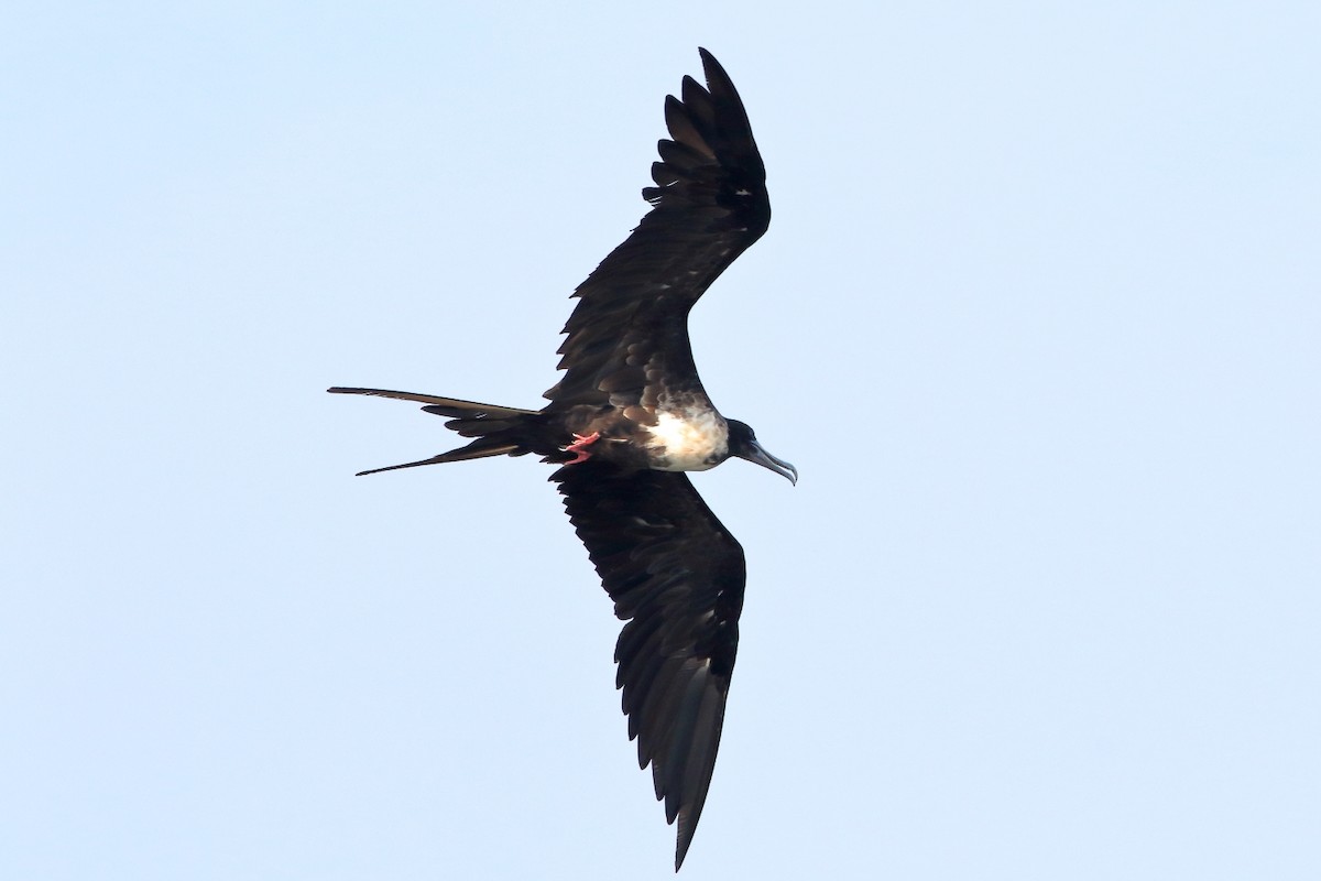 Magnificent Frigatebird - ML280700541