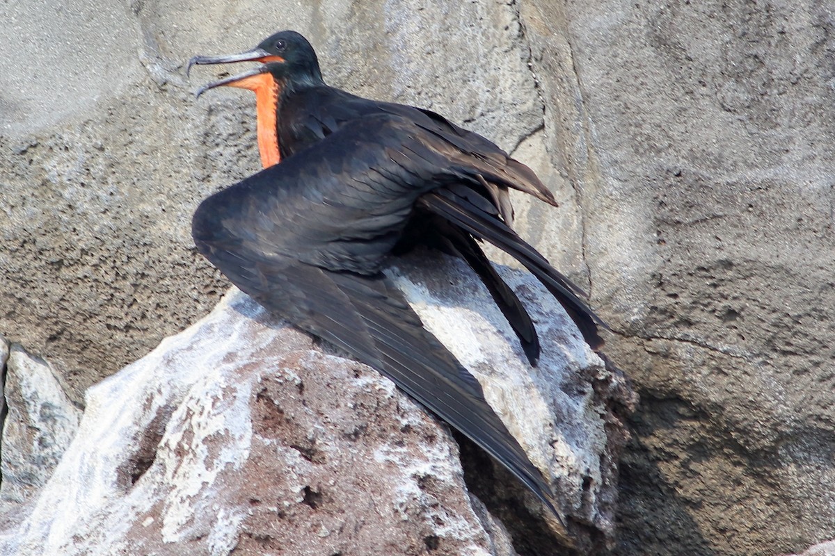 Magnificent Frigatebird - ML280700551