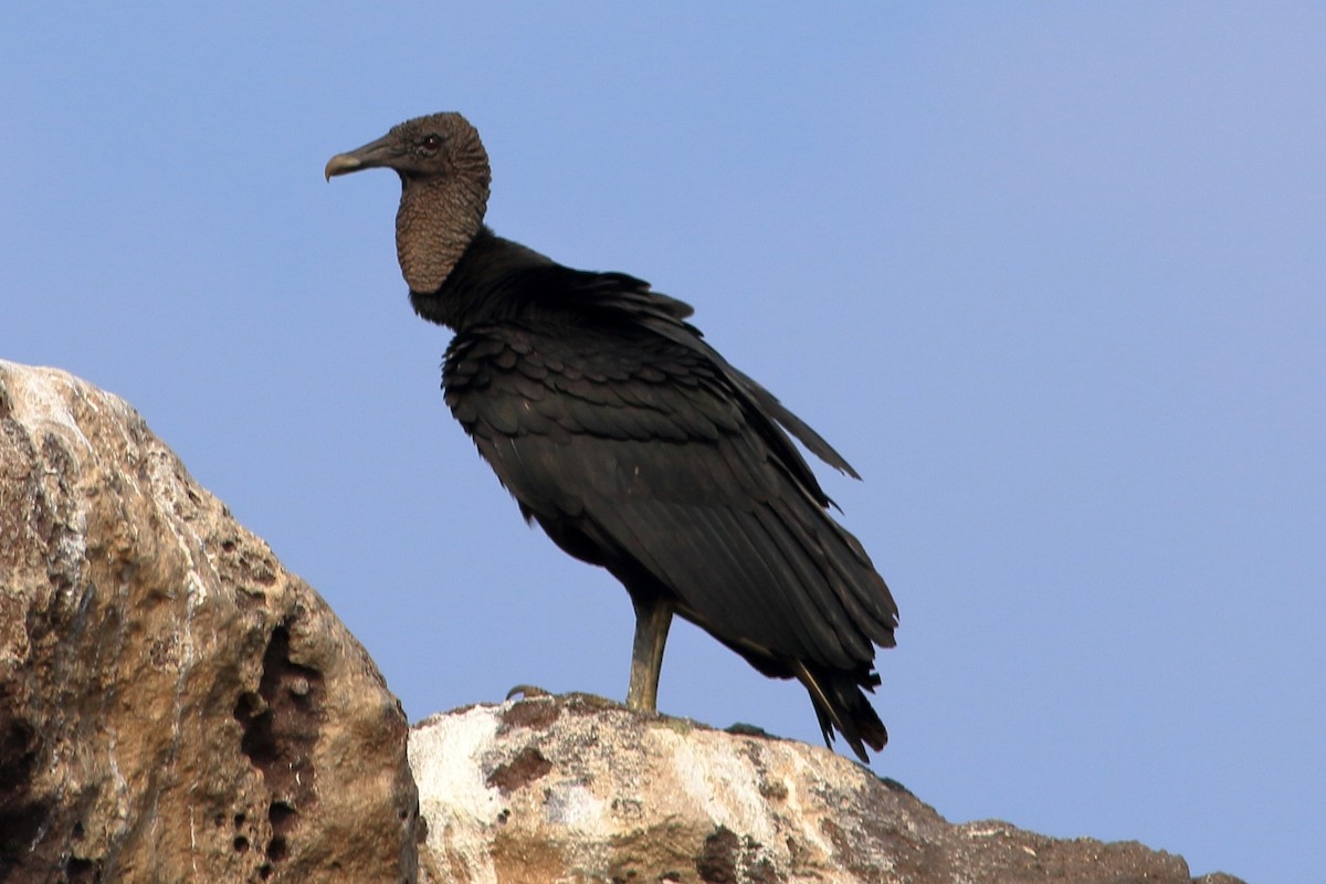 Black Vulture - Manfred Bienert