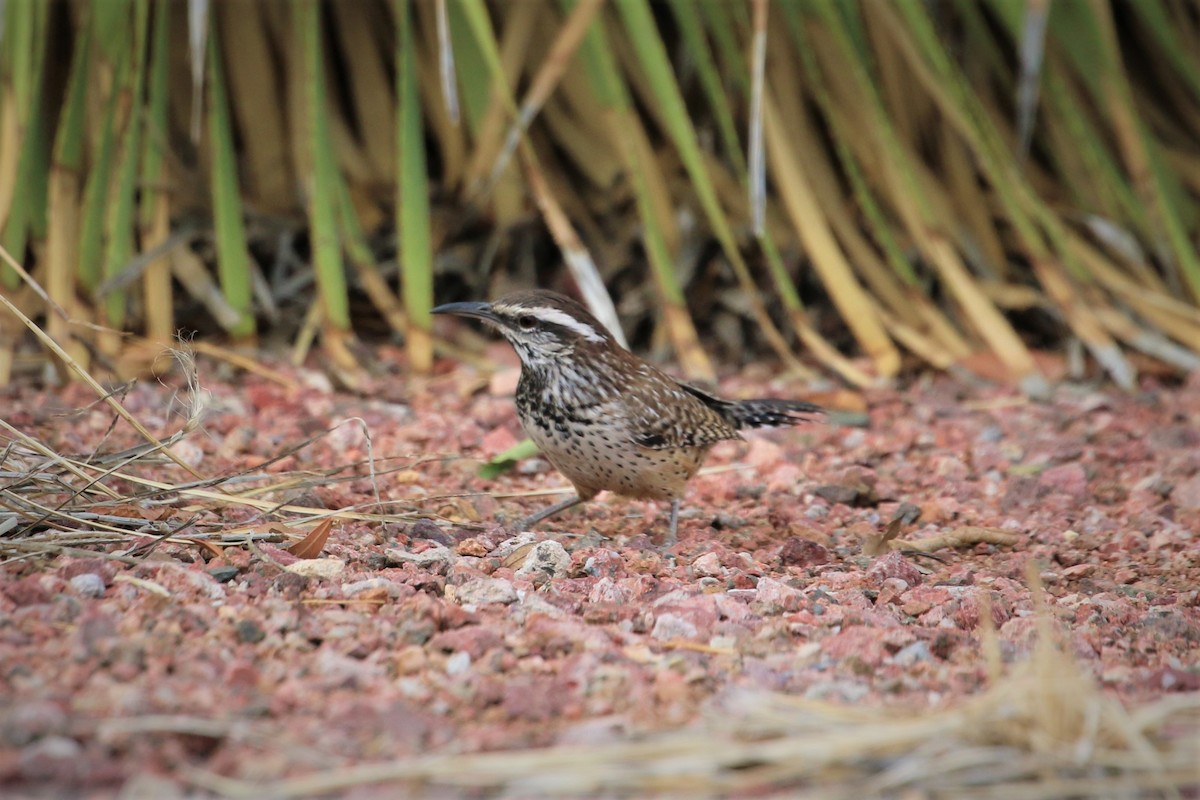 Cactus Wren - ML280702641