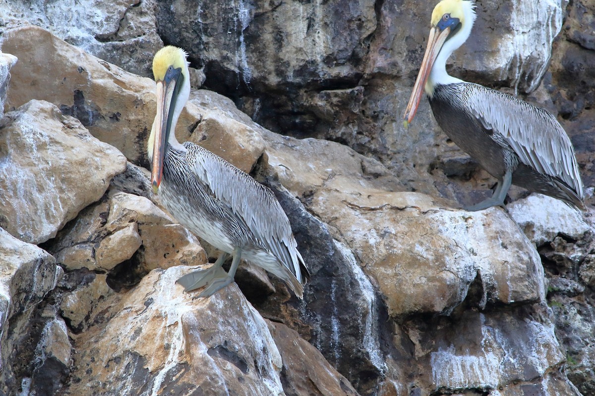 Brown Pelican - ML280703051