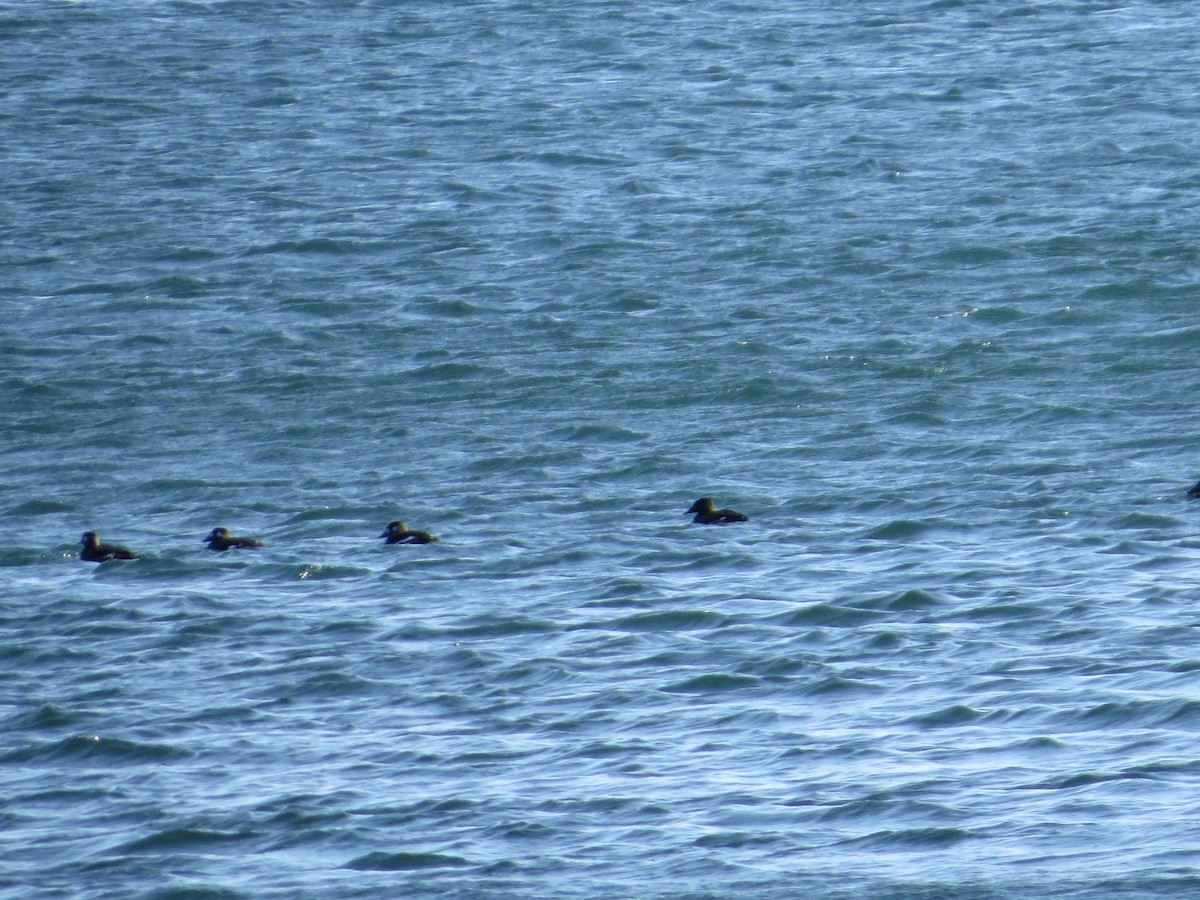 White-winged Scoter - ML280704261