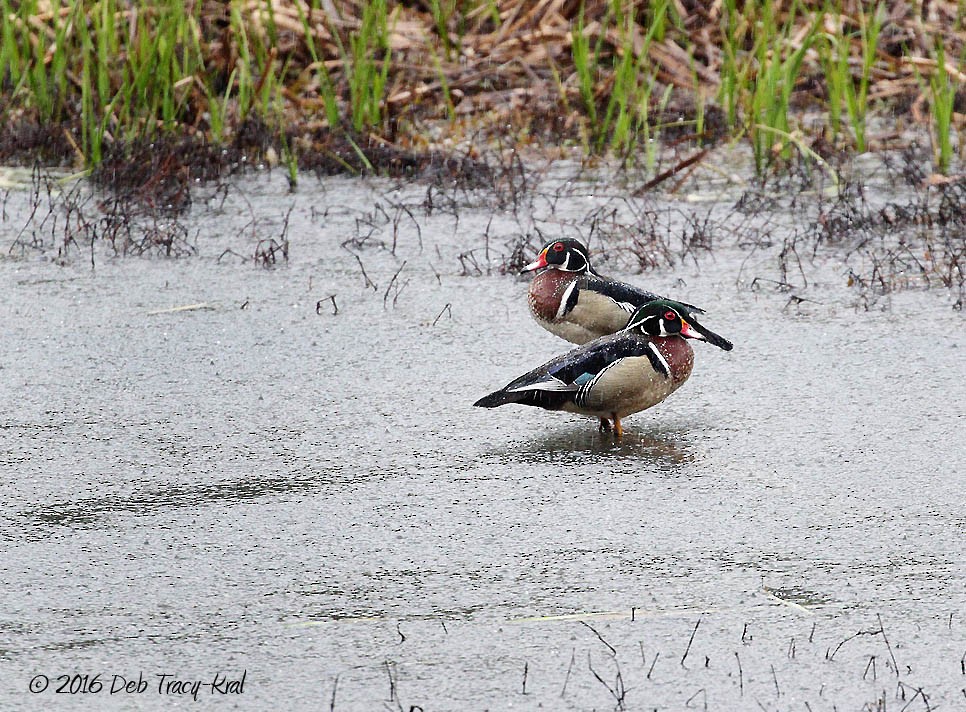 Wood Duck - Deborah Kral