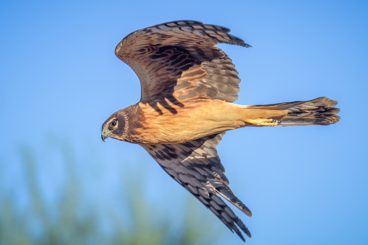 Northern Harrier - Michael Smith