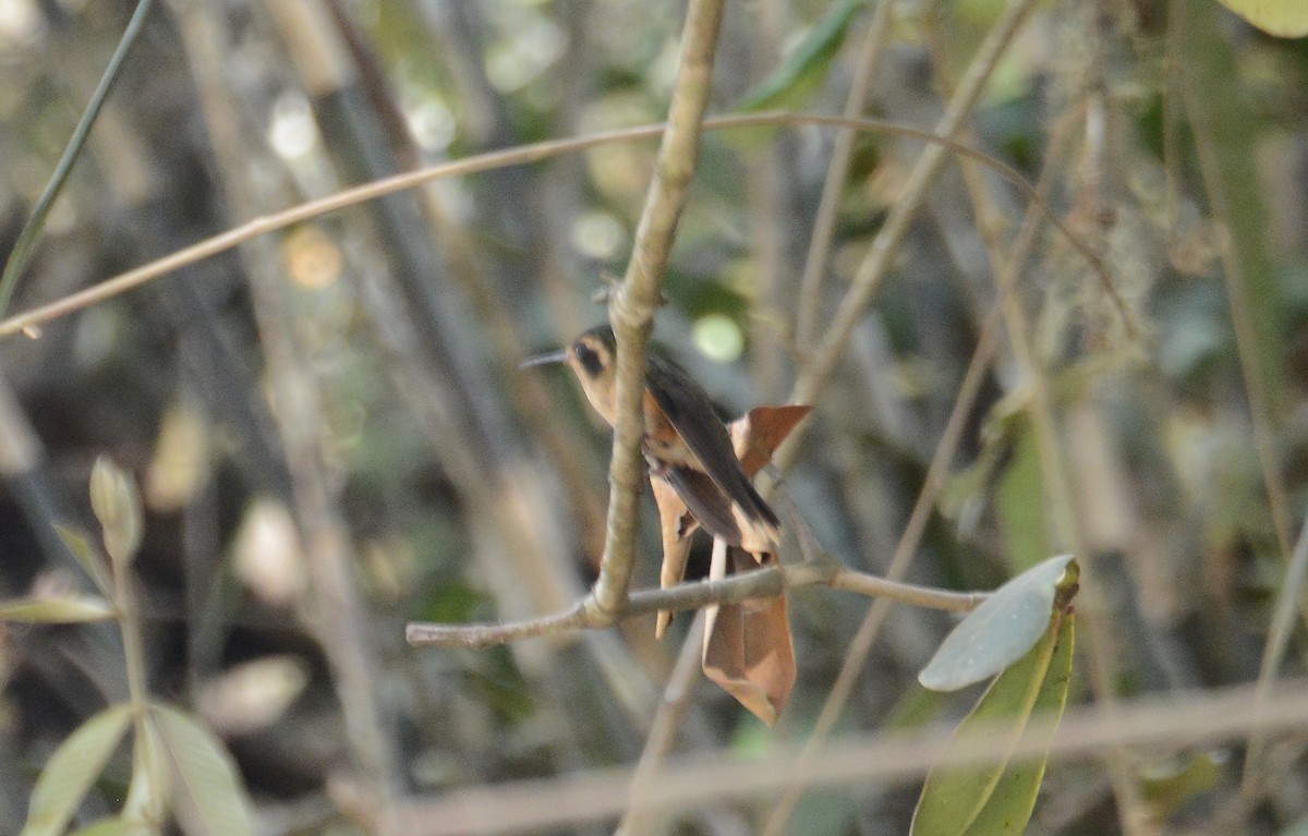 Speckled Hummingbird - ML280709381