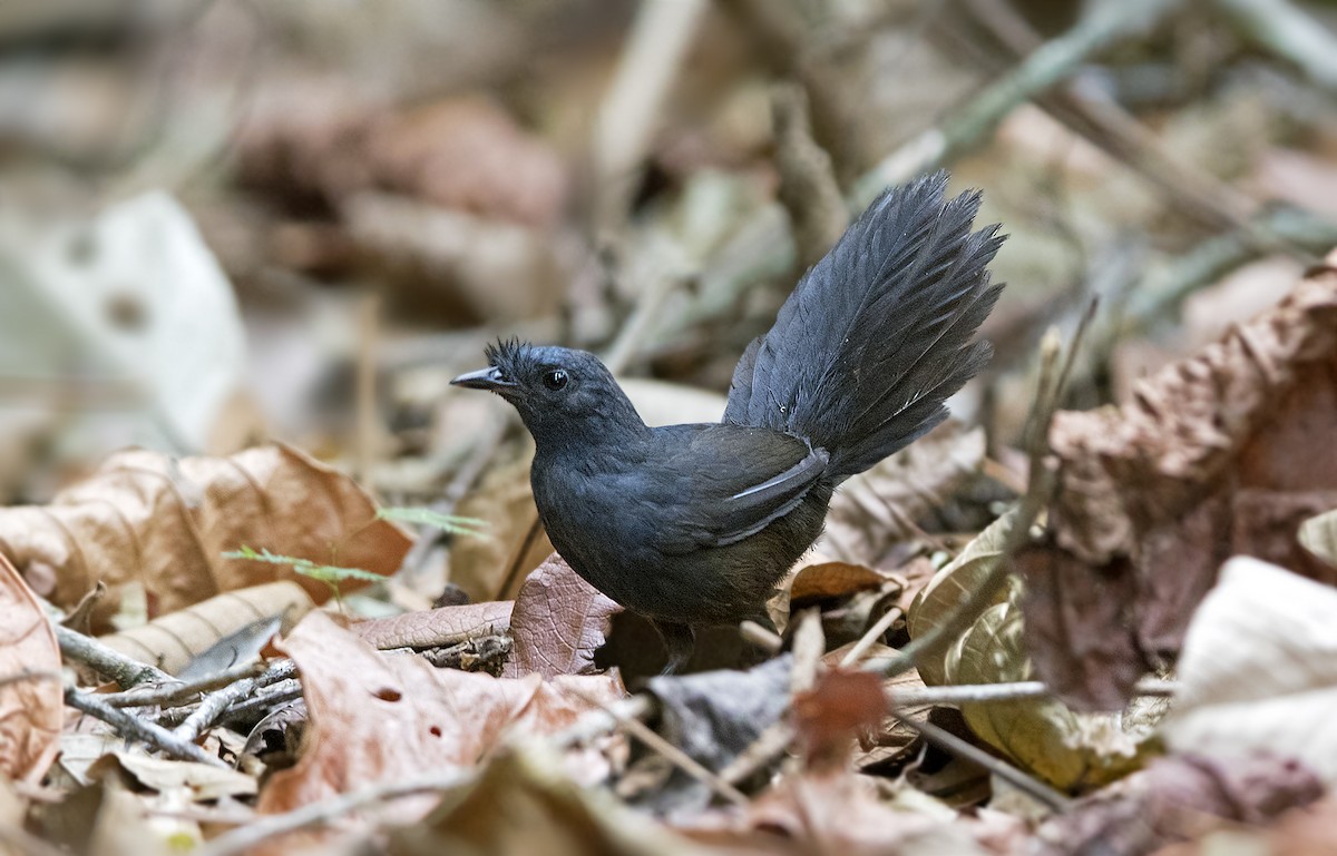 Stresemann's Bristlefront - ML28071221