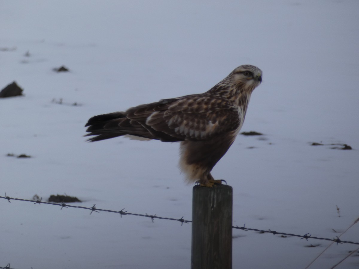 Rough-legged Hawk - ML280712561