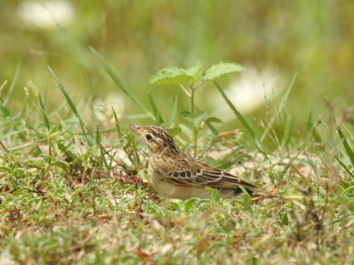 Blyth's Pipit - ML280714091