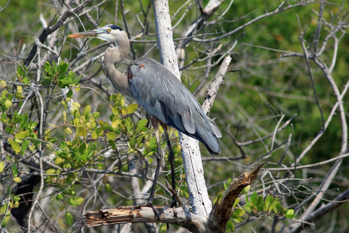 Great Blue Heron - Manfred Bienert