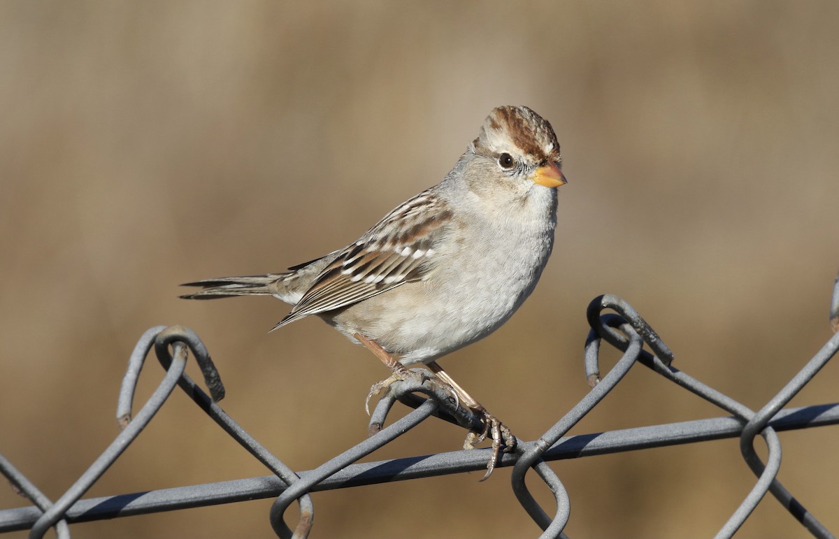 White-crowned Sparrow - ML280717611