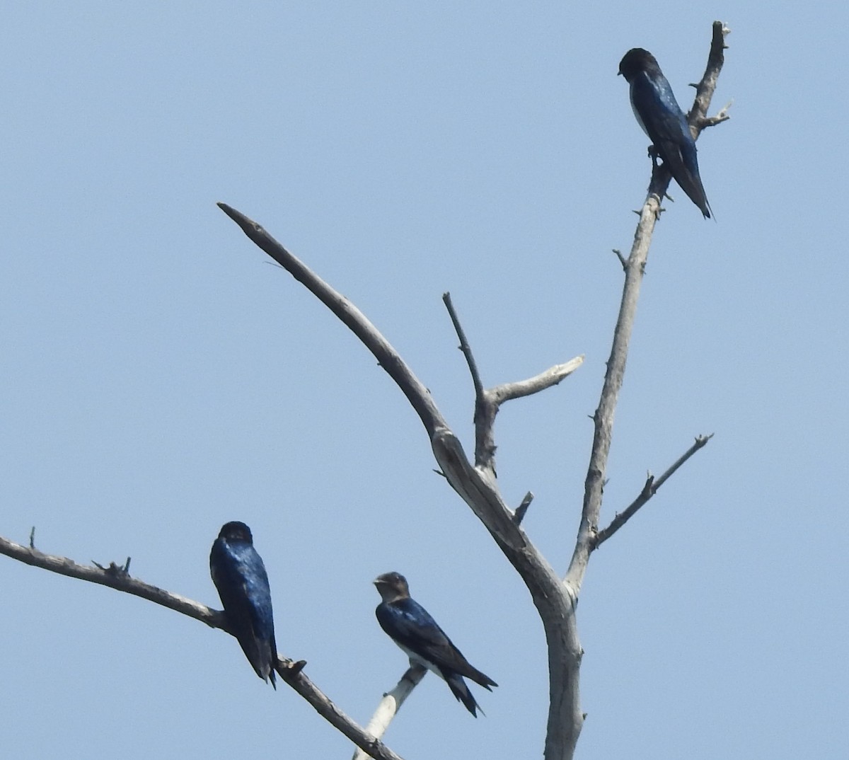 Gray-breasted Martin - ML280718531