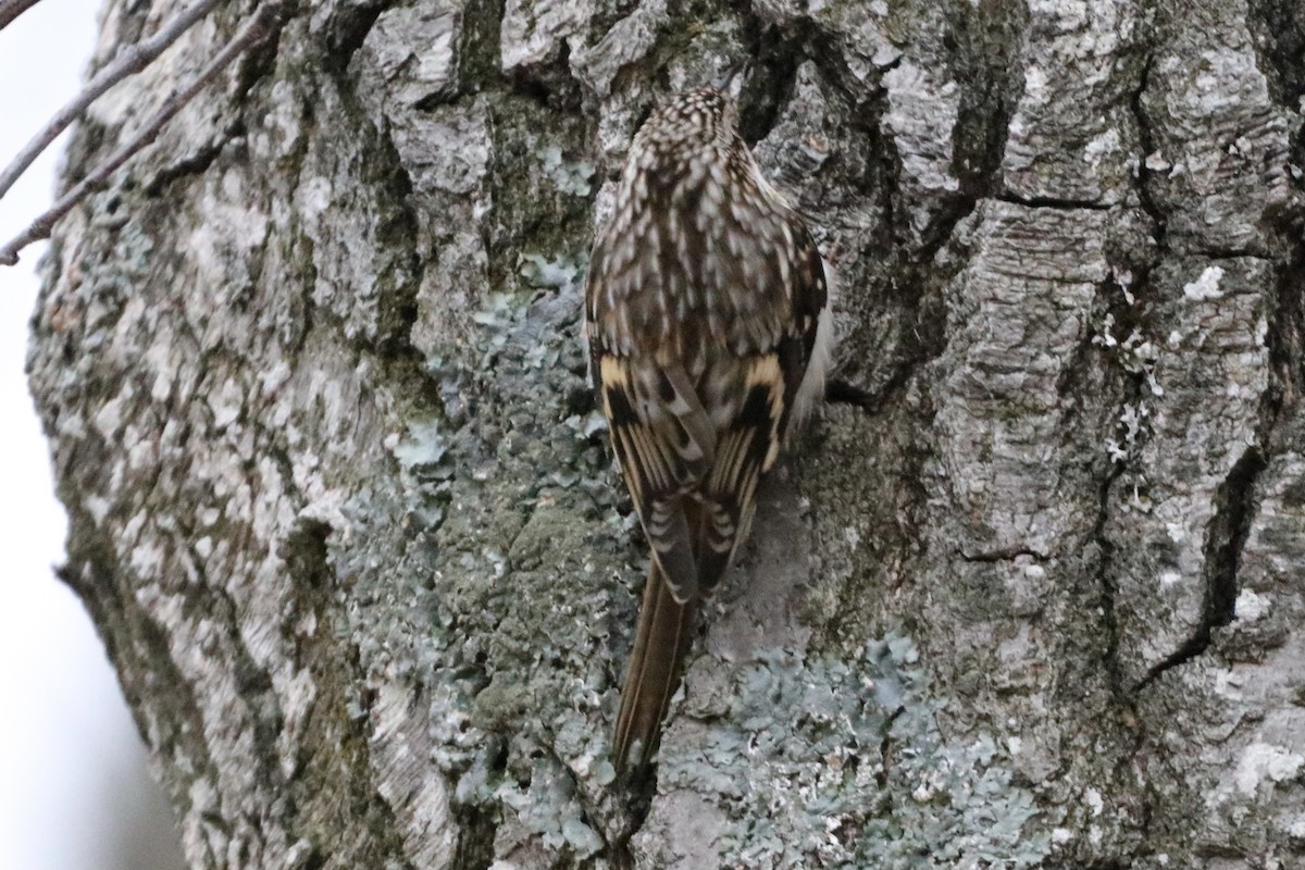 Brown Creeper - ML280718671