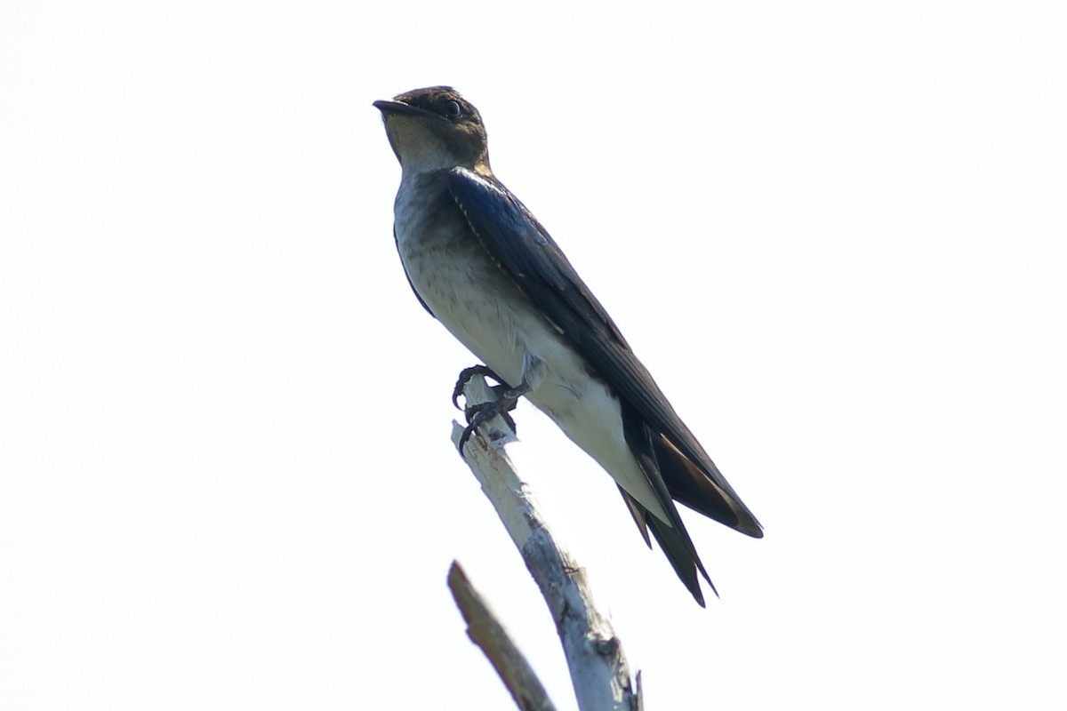 Gray-breasted Martin - ML280718821