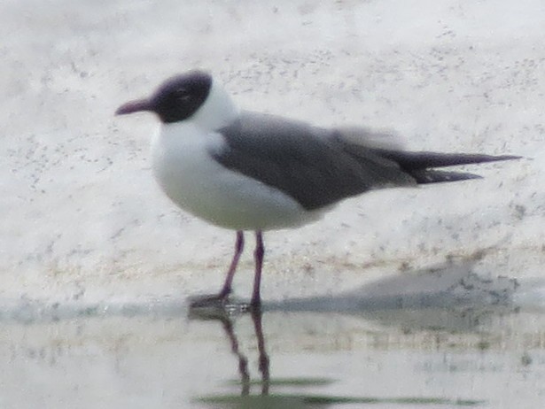 Mouette atricille - ML28071991