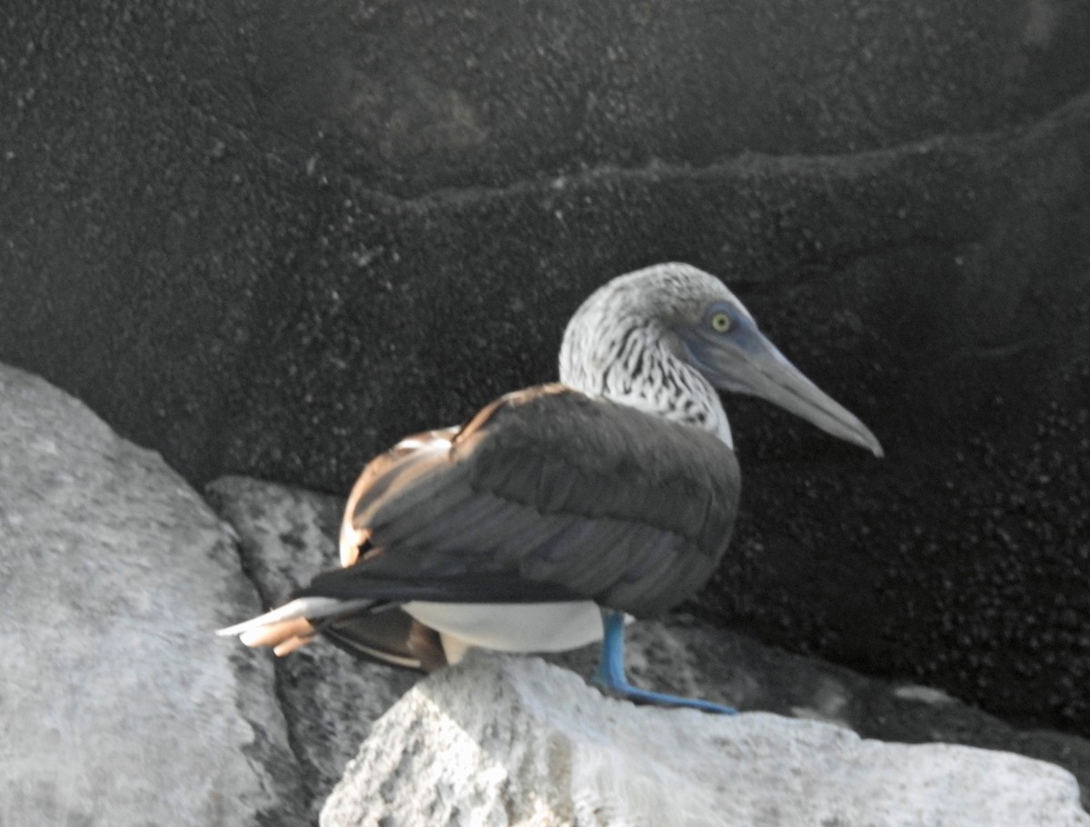 Blue-footed Booby - ML280722001