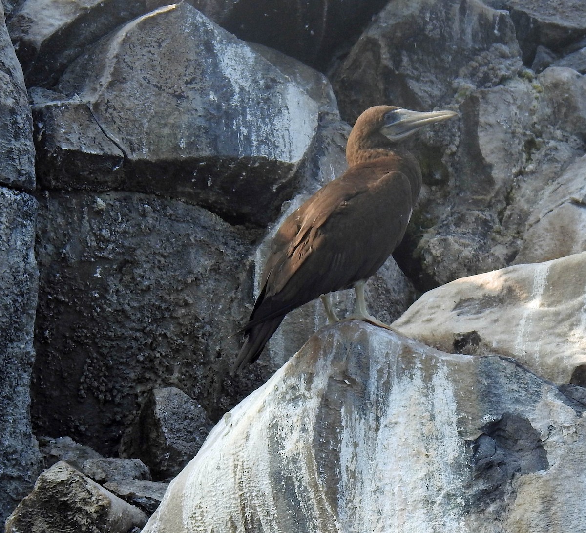 Brown Booby - Danilo Moreno