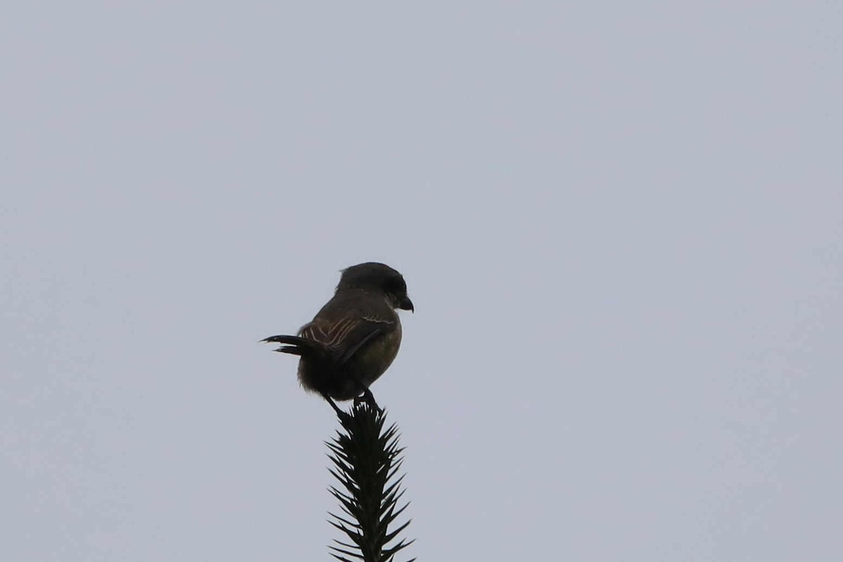 Brown Shrike - ML280722791