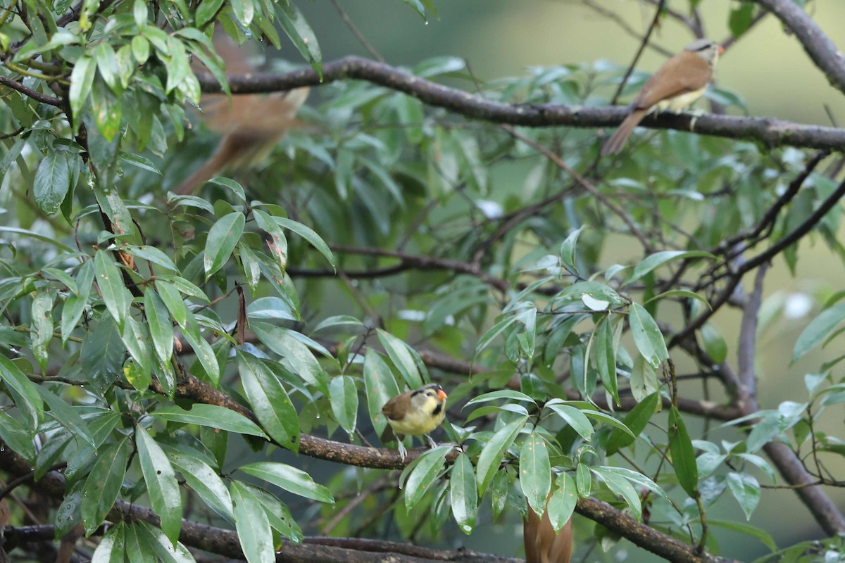 Gray-headed Parrotbill - Xueyan Guan