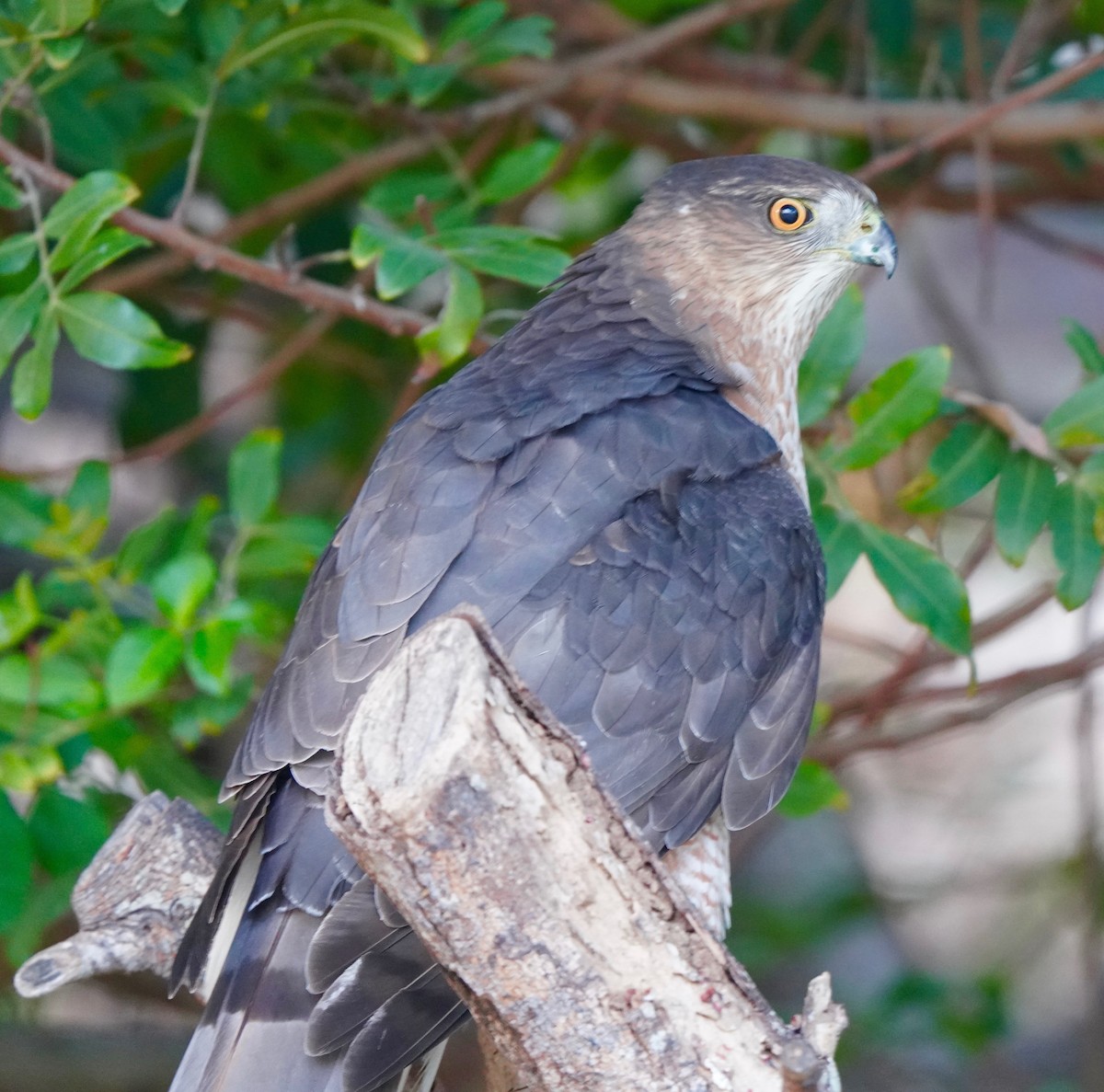 Cooper's Hawk - ML280725311