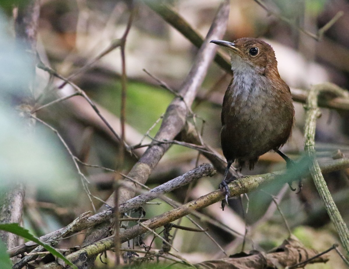 Nava's Wren - ML28072641