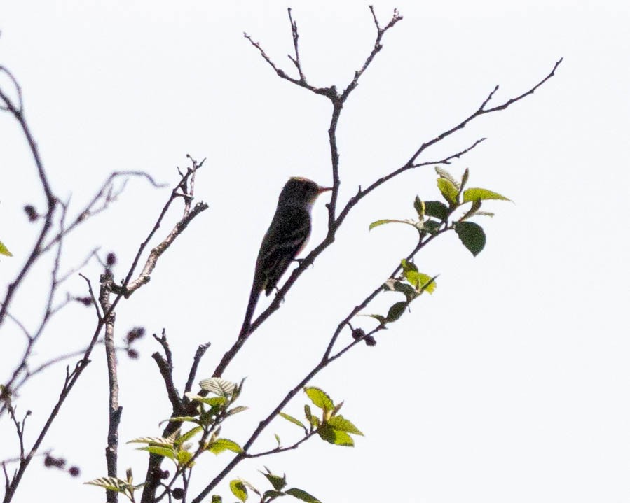 Willow Flycatcher - ML280726831