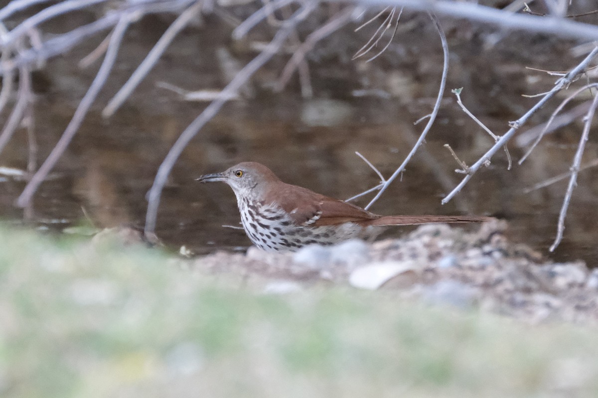 Brown Thrasher - ML280727091