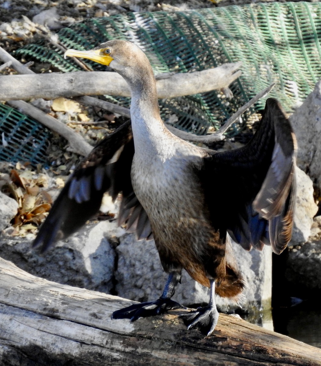 Double-crested Cormorant - Van Remsen