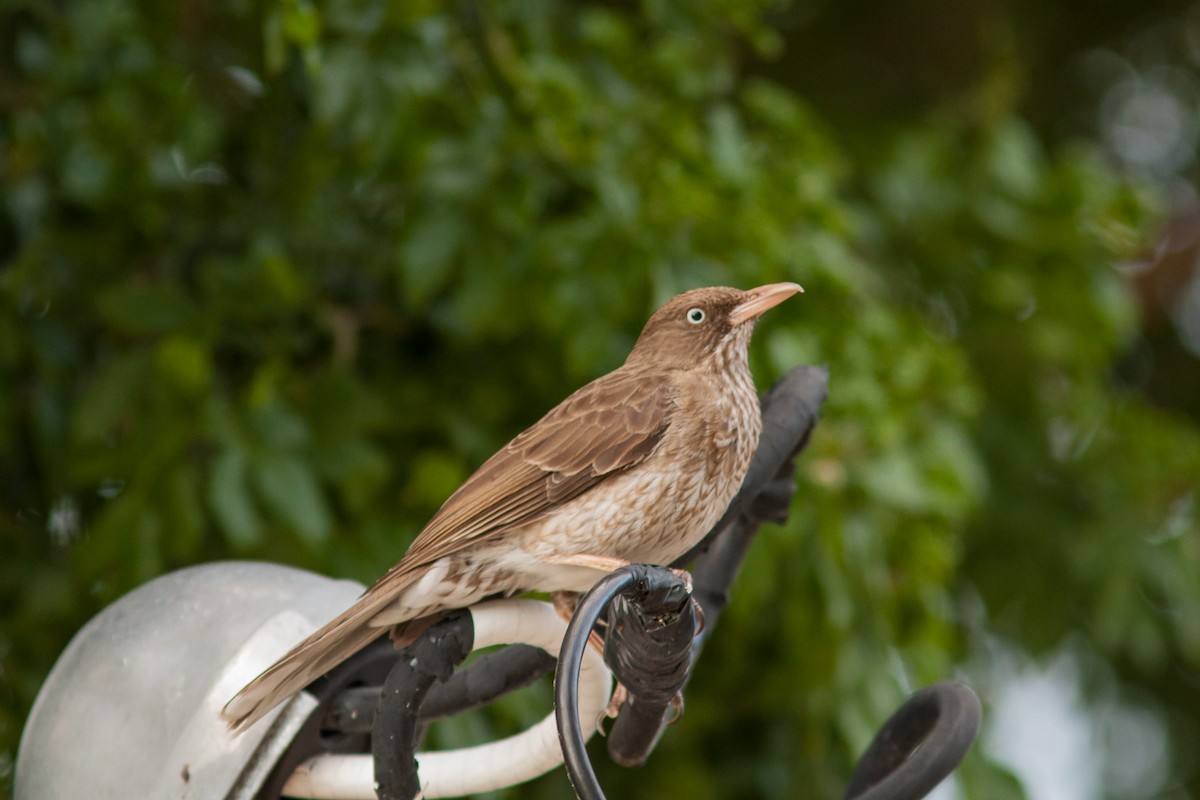 Pearly-eyed Thrasher - ML280730251