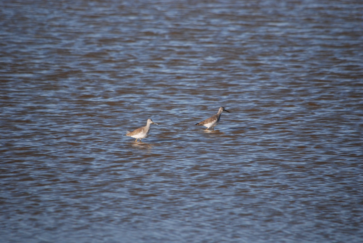 Greater Yellowlegs - ML280733971