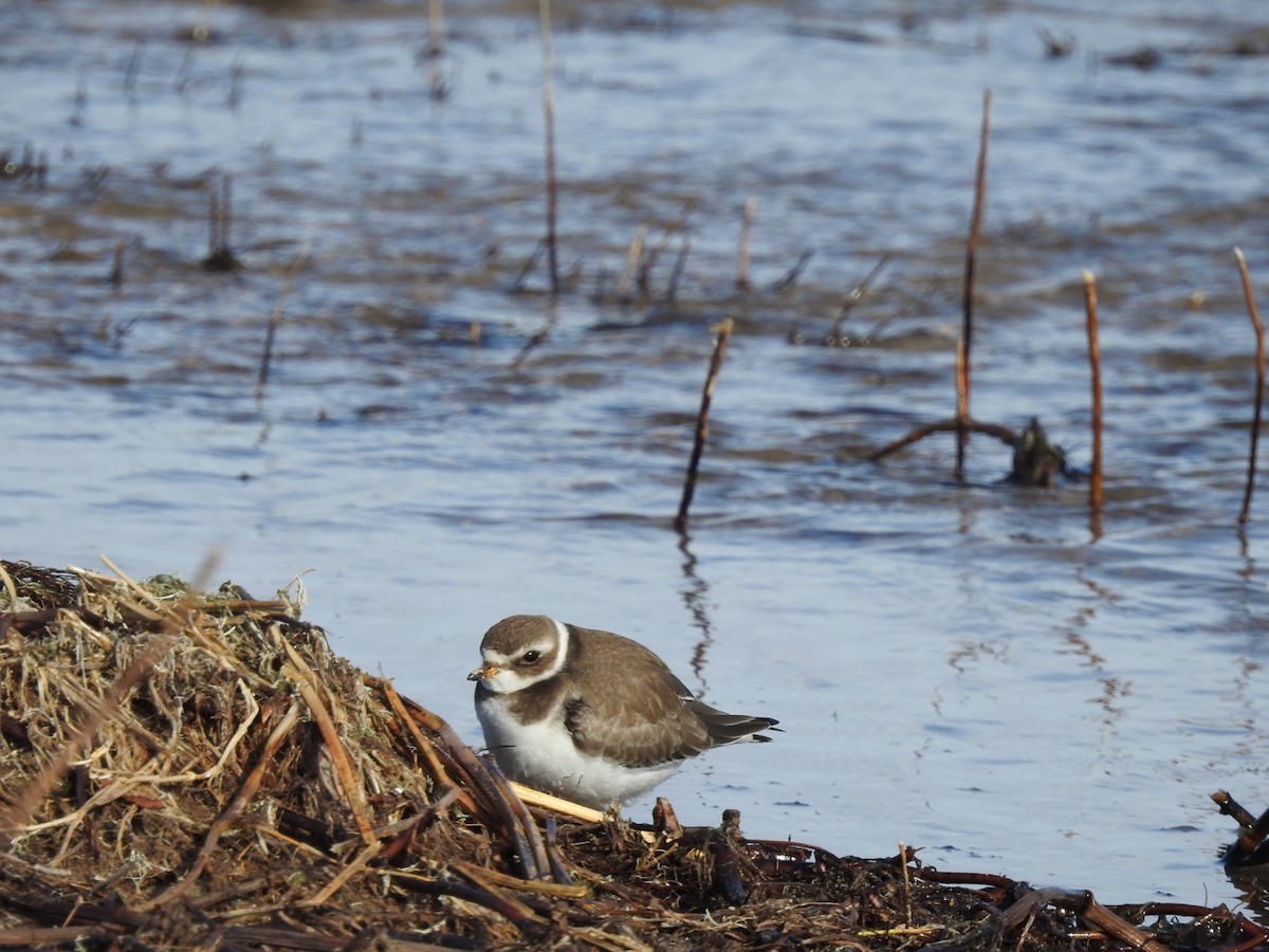 Semipalmated Plover - ML280734021