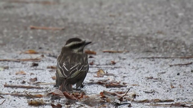 Variegated Flycatcher - ML280734221