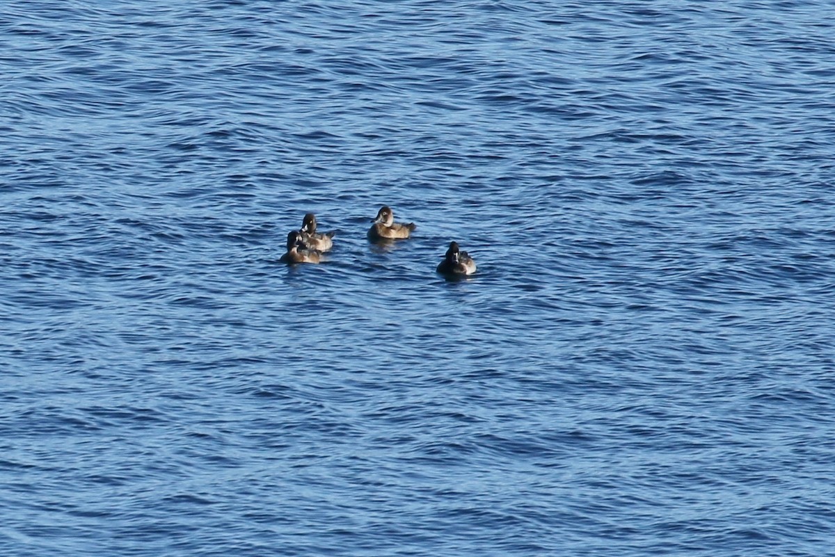 Ring-necked Duck - John F. Gatchet