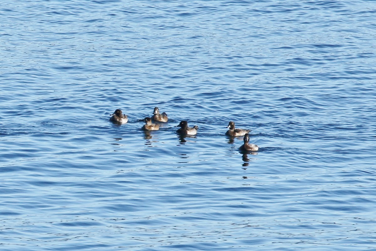 Ring-necked Duck - John F. Gatchet