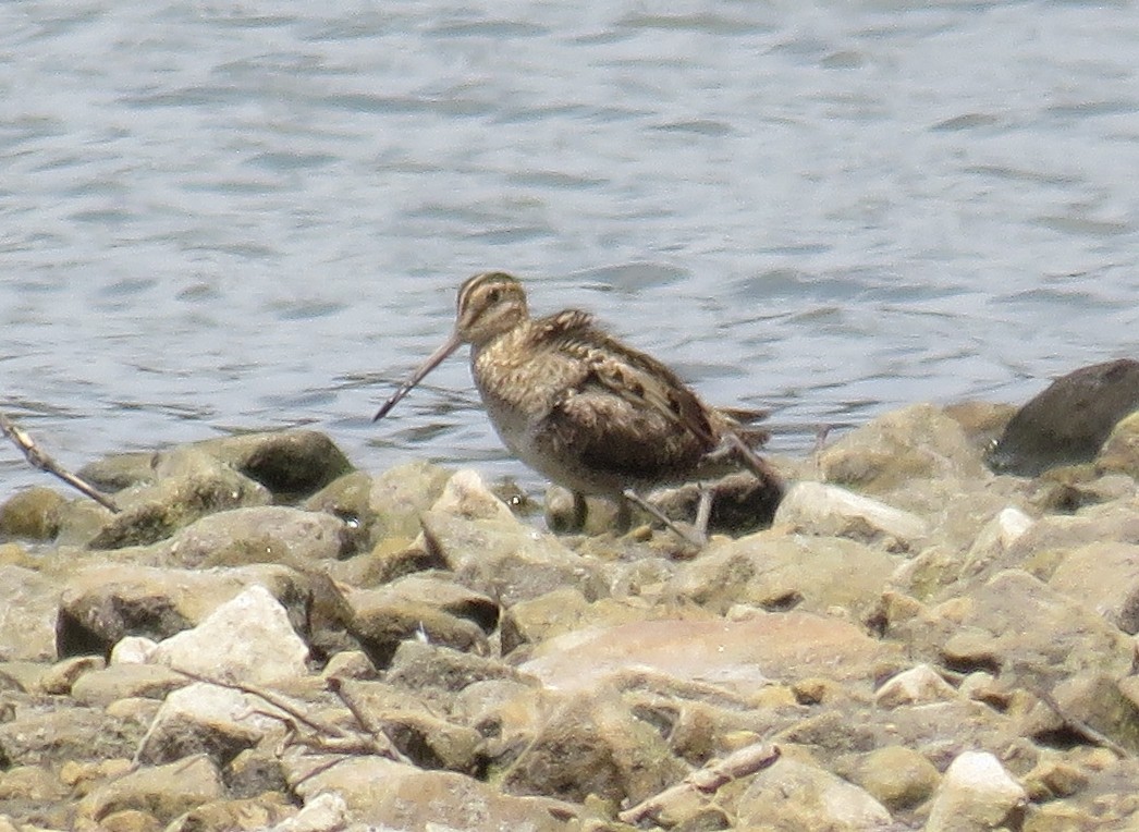 Latham's Snipe - ML280738891