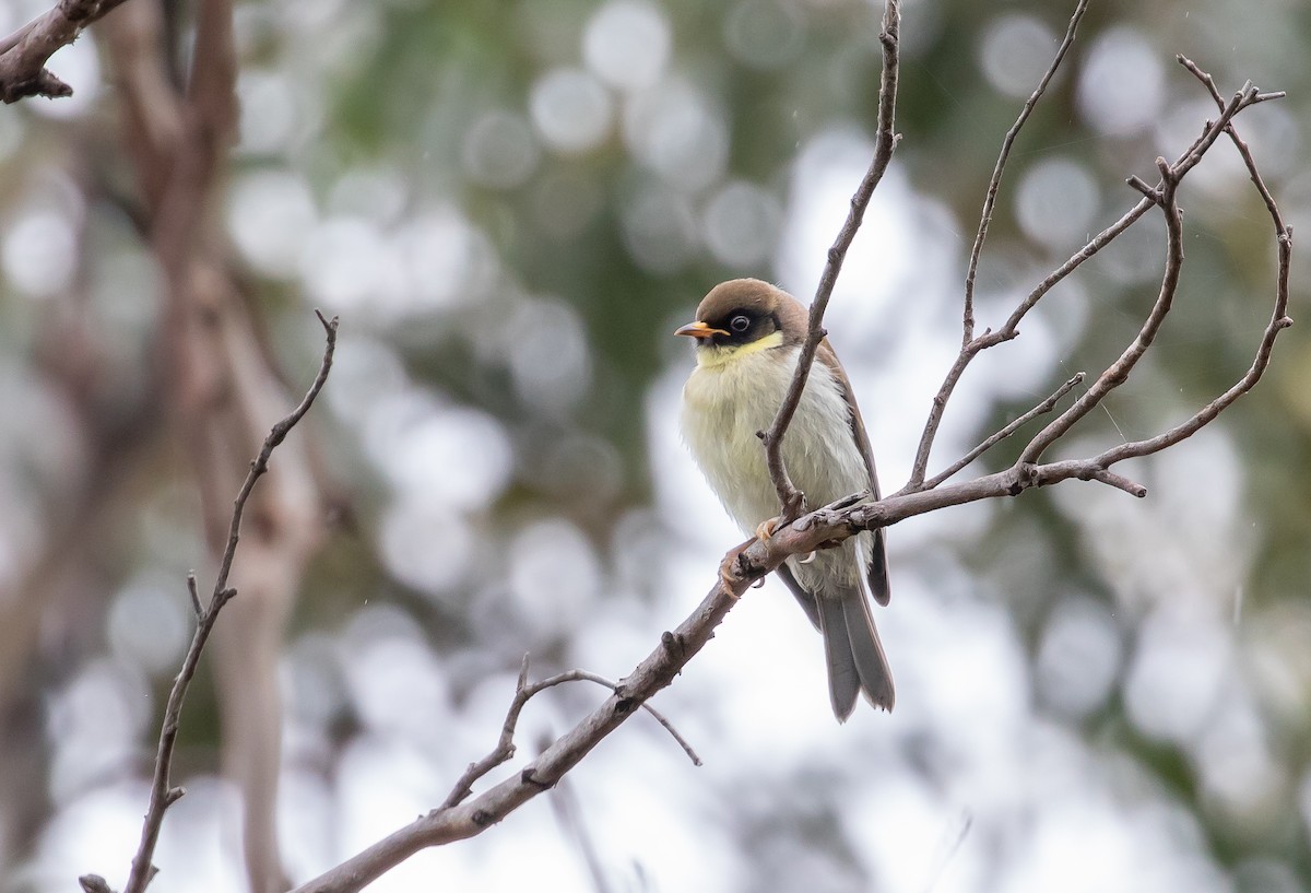 Black-headed Honeyeater - ML280739001