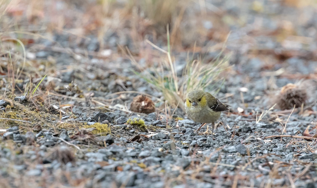 Forty-spotted Pardalote - ML280739031