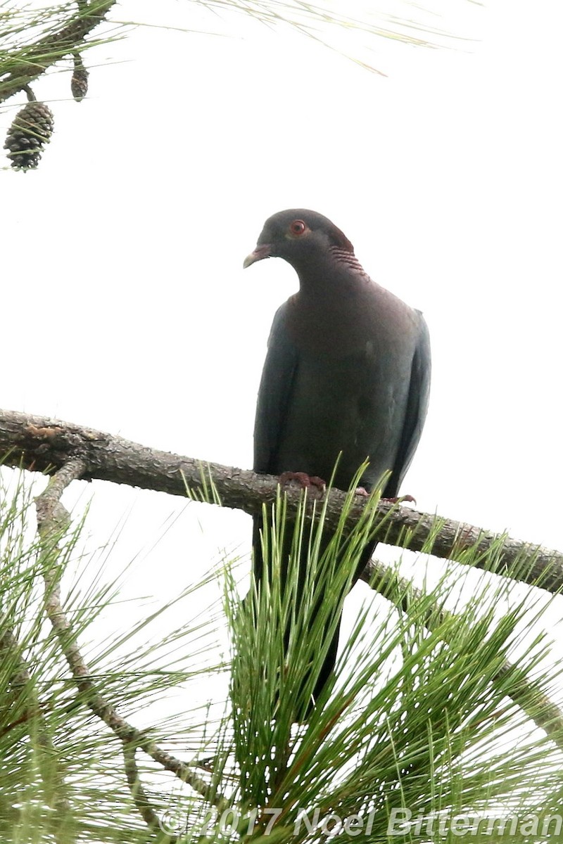 Scaly-naped Pigeon - ML280740961