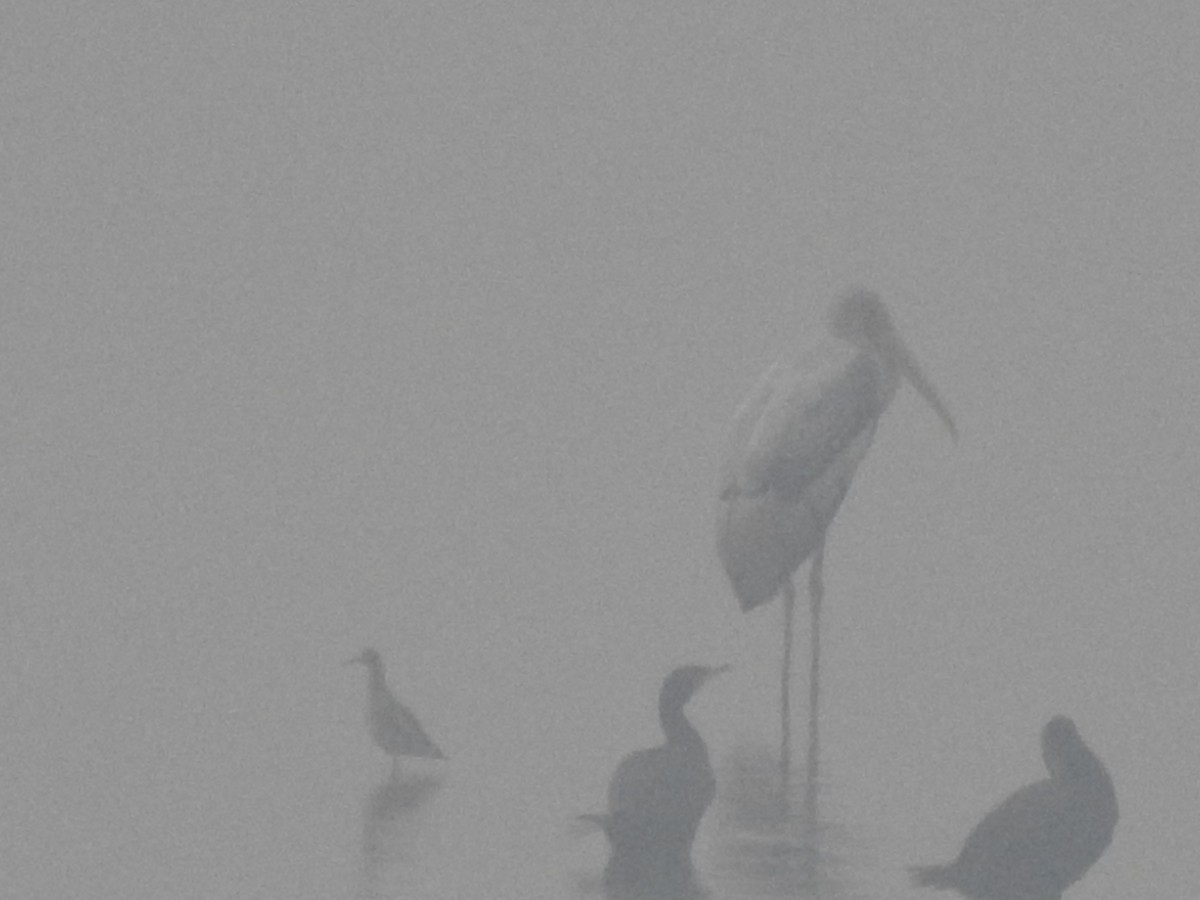 Painted Stork - ML280742201