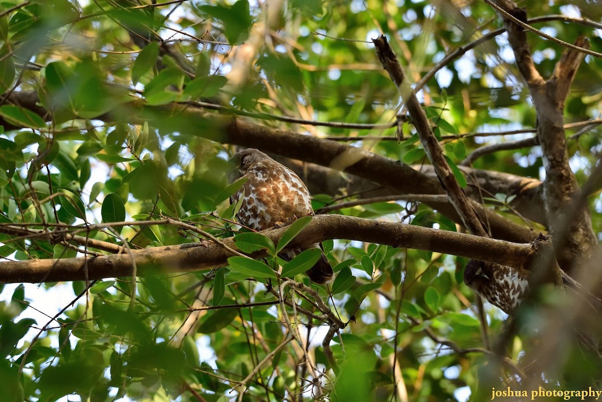 Brown Boobook - ML28074251