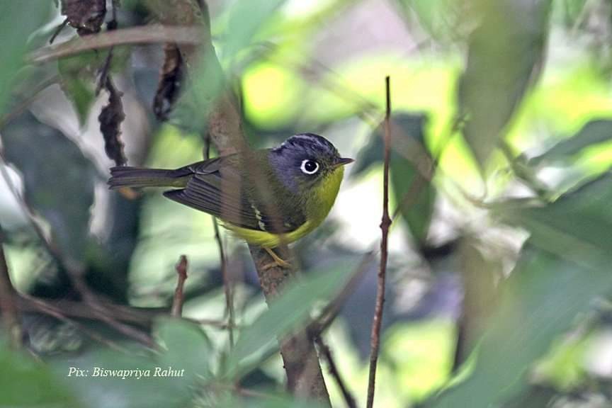 White-spectacled Warbler - ML280743641