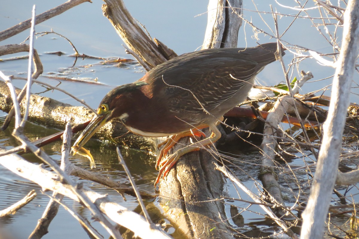 Green Heron - Beth Hill